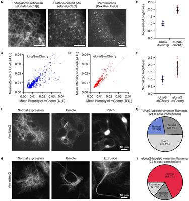 Enhanced UnaG With Minimal Labeling Artifact for Single-Molecule Localization Microscopy